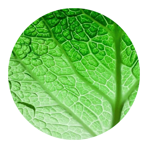 Extracto de clorofila